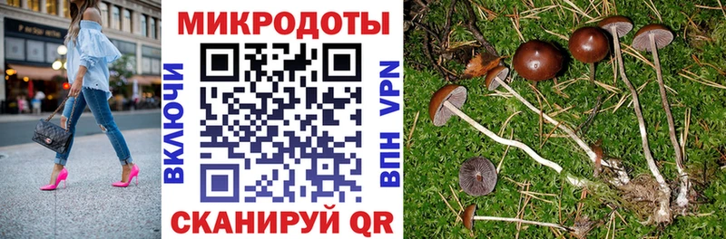 Псилоцибиновые грибы Cubensis  Шацк 