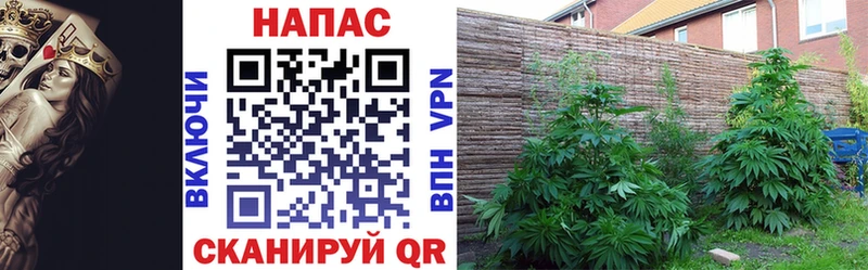 где купить наркотик  мега tor  Конопля конопля  Шацк 